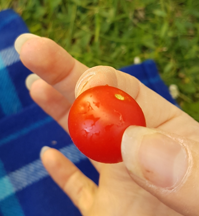 Madame Anne-So_Première tomate